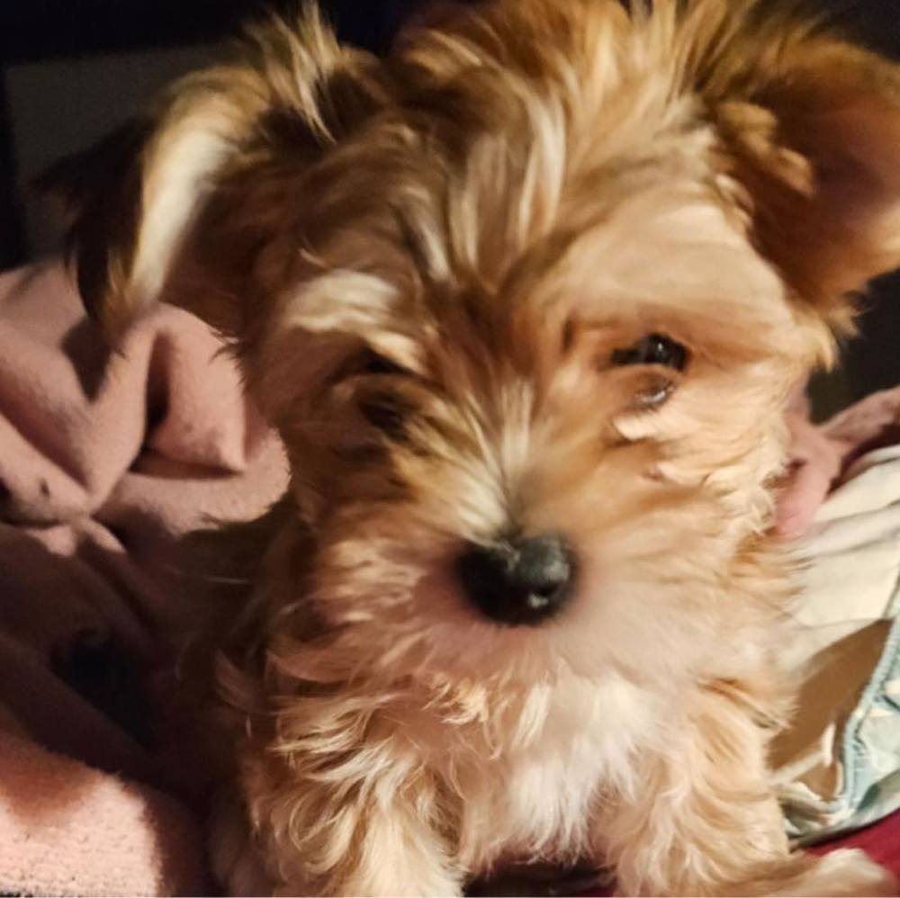 Meet your Posher, Frankie b